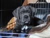 Cane Corso Foto: Kinley 8 Wochen (ID 21296) Cane Corso Hund