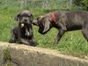 Cane Corso Foto: Gib mir deinen Knochen... (ID 21282) Cane Corso Hund