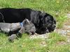 Cane Corso Foto: Los, lass uns in den Pool gehen ! (ID 21284) Cane Corso Hund