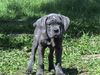 Cane Corso Foto: Kinley 8 Wochen alt (ID 21294) Cane Corso Hund