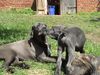 Cane Corso Foto: Hab dich Lieb... (ID 21286) Cane Corso Hund