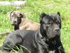 Cane Corso Foto: India & Angie (ID 21288) Cane Corso Hund