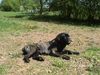 Cane Corso Foto: Popeye beim Sonnenbaden.. 5 Monate (ID 21291) Cane Corso Hund