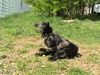 Cane Corso Foto: Popeye, India & Angie (ID 21293) Cane Corso Hund