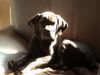 Cane Corso Foto: Josy 8 Wochen alt (ID 21295) Cane Corso Hund
