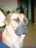 Cane Corso Foto: Das ist unsere kleine maus Sally im alter von 1jahr und 1 monat (ID 34983) Cane Corso Hund