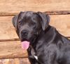Cane Corso Foto: von Campo di Cavallo (ID 25145) Cane Corso Hund