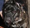 Cane Corso Hund