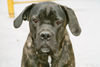 Cane Corso Hund