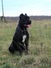 Cane Corso Foto: India im Alter von 14 Monaten (ID 7974) Cane Corso Hund