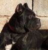Cane Corso Foto: Hündin, 11 Monate (ID 7949) Cane Corso Hund