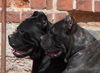 Cane Corso Foto: Porta dell' Inferno (ID 27973) Cane Corso Hund