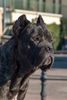 Cane Corso Foto: Jason, 14 Monate (ID 11561) Cane Corso Hund