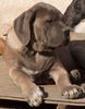 Cane Corso Foto: Porta dell' Inferno (ID 27974) Cane Corso Hund