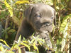 Cane Corso Foto: Kay 5 Wochen (ID 34954) Cane Corso Hund