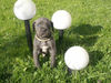 Cane Corso Foto: Kerry 5 Wochen (ID 34953) Cane Corso Hund