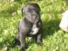 Cane Corso Foto: Kiro 5 Wochen (ID 34955) Cane Corso Hund
