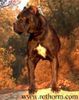 Cane Corso Foto: Kluivert della Porta Dipinta (ID 6698) Cane Corso Hund