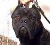 Cane Corso Foto: Koeman della Porta Dipinta (ID 6697) Cane Corso Hund