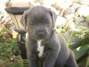 Cane Corso Foto: Kujo 5 Wochen (ID 34956) Cane Corso Hund