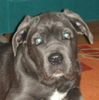 Cane Corso Hund