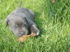 Cane Corso Foto: Kira 5 Wochen (ID 34957) Cane Corso Hund
