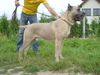 Cane Corso Foto: Leeroy (ID 23983) Cane Corso Hund