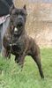 Cane Corso Foto: FCI-Jugendweltsieger Bayos (ID 7950) Cane Corso Hund