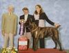 Cane Corso Foto: FCI-Jugendweltsieger Bayos (ID 7951) Cane Corso Hund