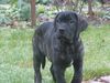 Cane Corso Foto: Linus mit 9 Wochen (ID 23980) Cane Corso Hund