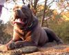 Cane Corso Foto: Ch. Lupo (ID 6699) Cane Corso Hund