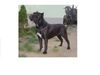 Cane Corso Hund