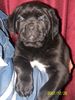 Cane Corso Hund