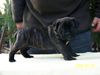 Cane Corso Hund