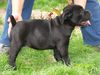 Cane Corso Hund