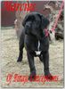 Cane Corso Foto (ID 29551) Cane Corso Hund