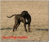 Cane Corso Foto (ID 29545) Cane Corso Hund