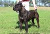 Cane Corso Foto: WORLD CHAMPION 2004 MARGO (ID 13329) Cane Corso Hund