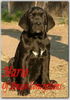 Cane Corso Foto (ID 29552) Cane Corso Hund