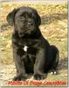 Cane Corso Foto (ID 29546) Cane Corso Hund