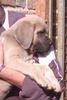Cane Corso Foto: Mephisto, 8 Wochen (ID 11565) Cane Corso Hund