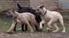 Cane Corso Foto: Junghunde beim Spielen (ID 11566) Cane Corso Hund