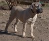 Cane Corso Foto: Mephisto, 8 Monate (ID 11567) Cane Corso Hund