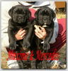 Cane Corso Foto: Maxi und Mercedes Of Binajo Conceptions (ID 37329) Cane Corso Hund
