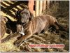 Cane Corso Foto (ID 29549) Cane Corso Hund