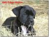 Cane Corso Foto (ID 29553) Cane Corso Hund