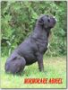 Cane Corso Foto (ID 29543) Cane Corso Hund