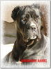 Cane Corso Foto (ID 29542) Cane Corso Hund