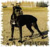 Cane Corso Foto (ID 29541) Cane Corso Hund