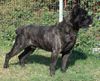 Cane Corso Foto: Porta dell' Inferno (ID 27975) Cane Corso Hund